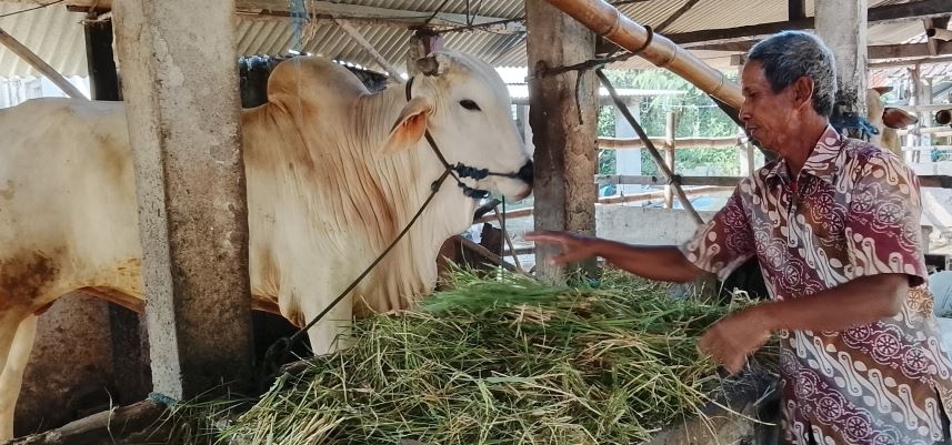 Jelang Kurban,  Harga Sapi di Sleman Mulai Naik 
