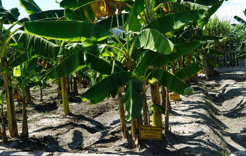 Permintaan Tinggi, Pemkot Jogja Kembangkan Kultur Jaringan Pisang 