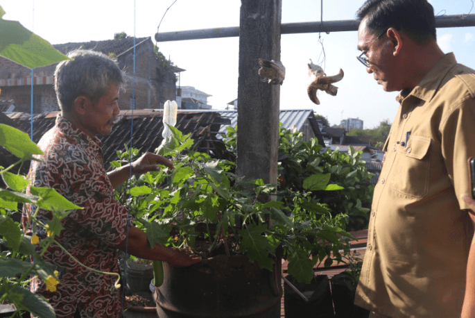 Kisah Daliman Sukses Bertani Bawang Merah dan Sayur di Lahan Perkotaan Kota Jogja dengan Galon Bekas 