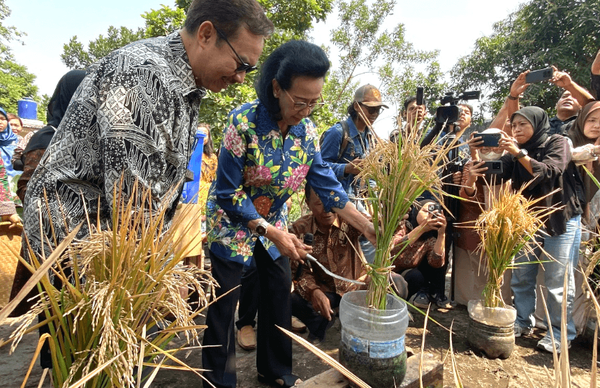 Kelompok Tani Jogja Sukses Tanam Padi di Galon Bekas, Inspirasi Pertanian di Perkotaan 