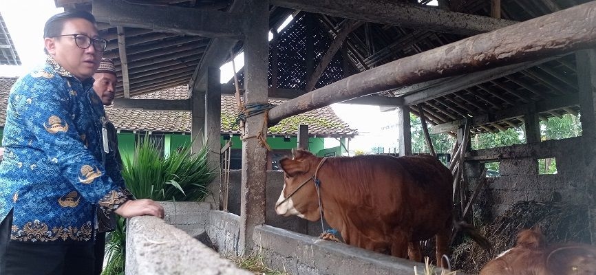 PMK Masih Ada, Kementan Gencar Lakukan Vaksinasi