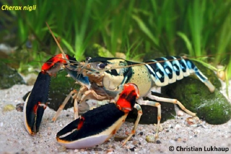 Peneliti UGM Temukan 7 Spesies Baru Lobster Air Tawar di Papua Barat