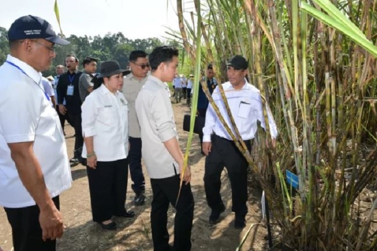 Wapres Dorong Akademisi Yogyakarta Berkontribusi Pengembangan Varietas Unggul dan Produk Turunan Tebu