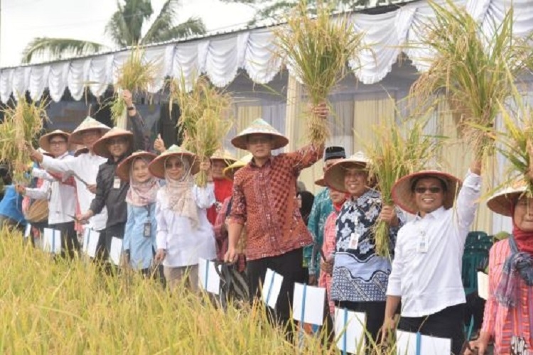 Sleman Pamer Padi Organik Varietas Sembada Merah, Rasa Pulen dengan Protein dan Antioksidan Tinggi