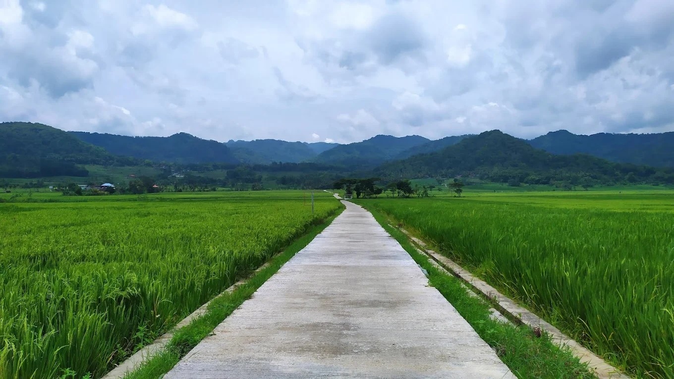 Pronosutan View, Wisata Alam Hamparan Sawah di Kulon Progo