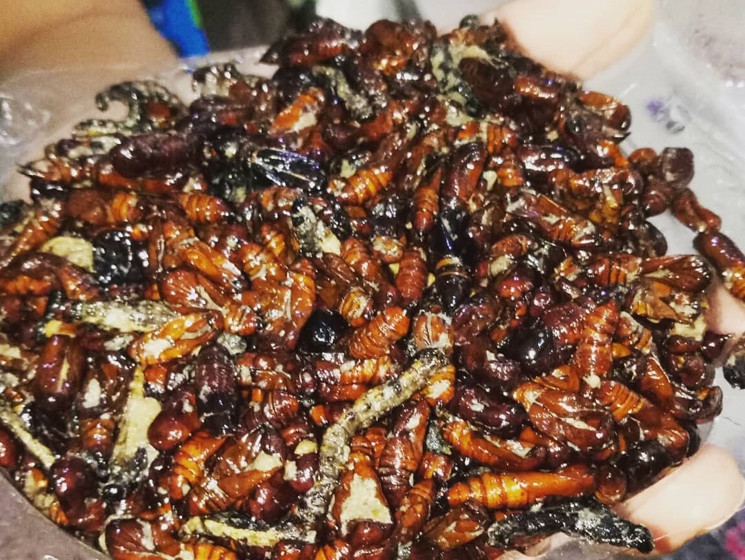 Ungkrung Goreng, Camilan Kepompong Ulat Jati yang Gurih dan Kaya Protein