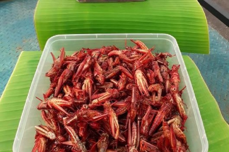 4 Kandungan Gizi Walang Goreng Khas Gunungkidul, Dijadikan Pengganti Daging