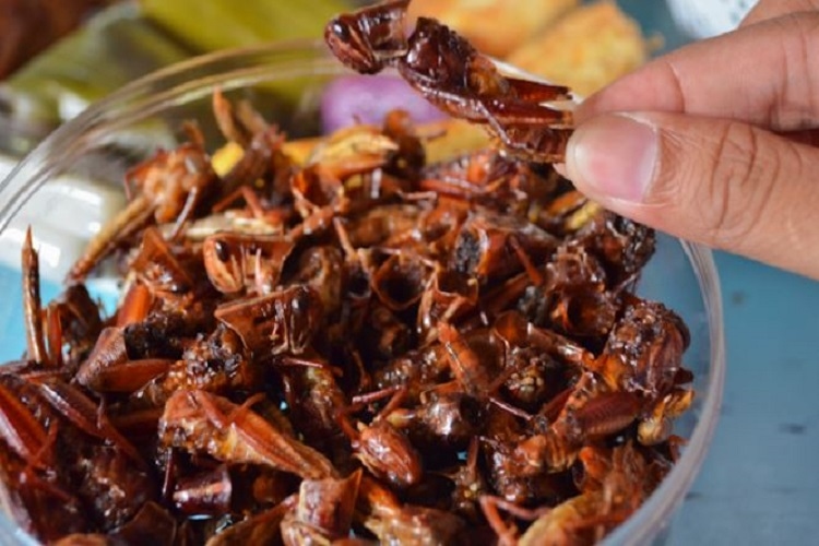 Kisah Walang Goreng, Dulu Dianggap Hama dan Dijadikan Makanan Pengganti Daging Masyarakat Gunungkidul