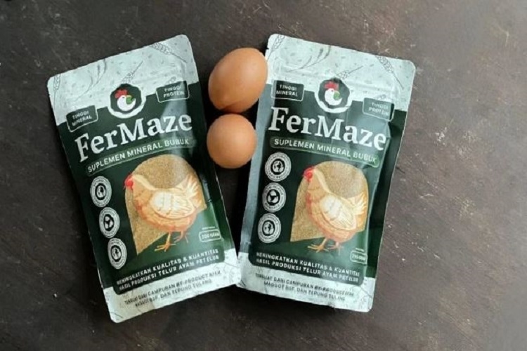 Mahasiswa UGM Sulap Limbah Kotoran jadi Suplemen Pakan Ayam Petelur