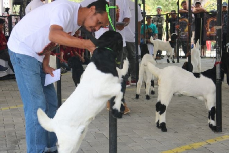 Kambing Kaligesing Kulon Progo, Potensi Peternakan Lokal yang Punya Nilai Jual hingga Miliaran