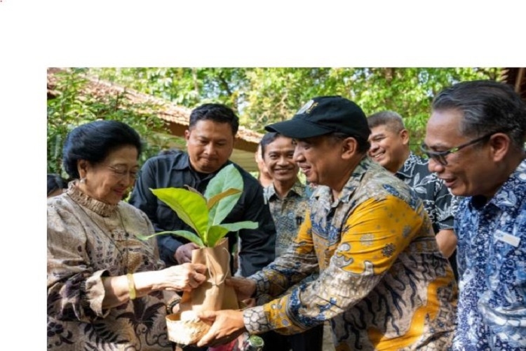Kisah di Balik Pohon Jatimega yang Diberikan UGM kepada Megawati Soekarnoputri