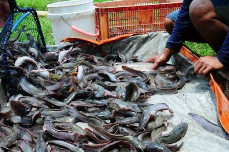 Mengenal Budidaya Lele Gacor, Inovasi DIY Meningkatkan Produktivitas Ikan Lele