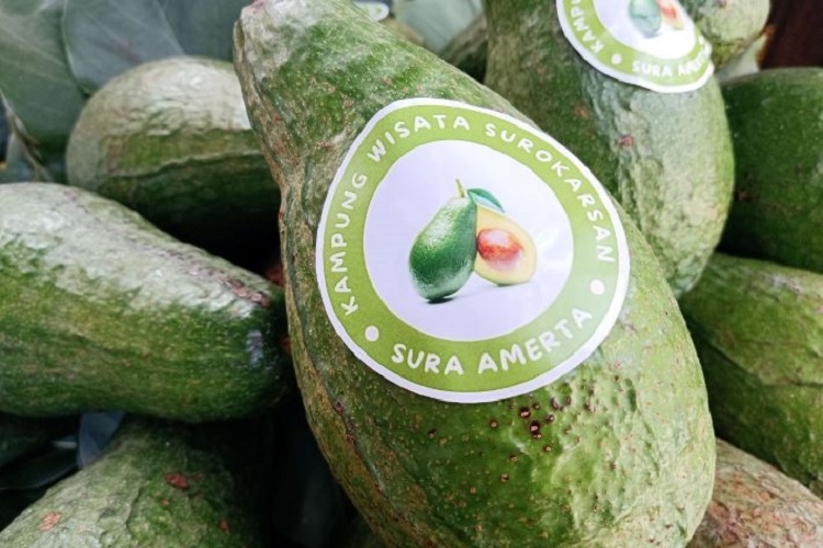 Pemkot Jogja Ajukan Sertifikasi 3 Buah Lokal, ada Alpukat Surokarsan
