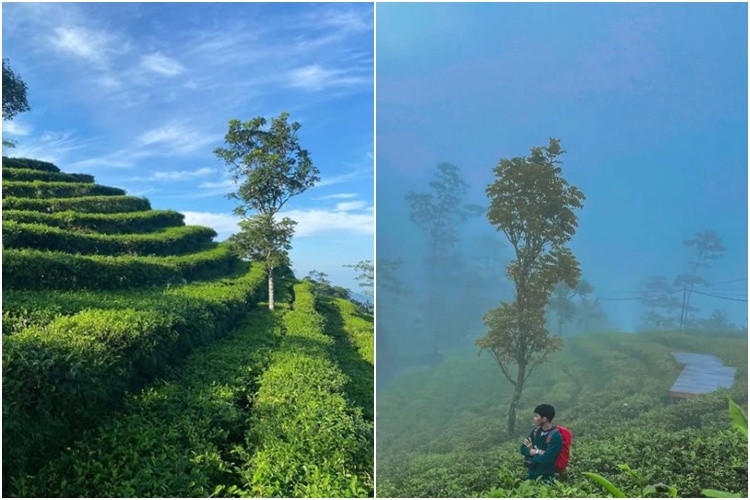 Menikmati Pesona Kebun Teh Nglinggo Kulon Progo, Ada di Perbukitan Menoreh