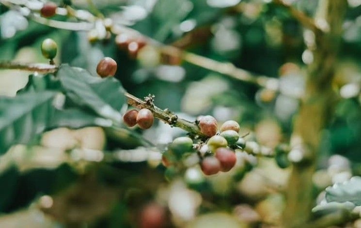 Cerita Agustinus Sulistyo, 10 Tahun Merantau, Pilih Pulang ke Kulon Progo Kembangkan Kopi Trajumas