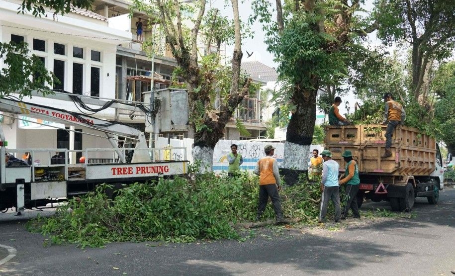 Antisipasi Musibah, Pemkot Jogja Rutin Pangkas Pohon Perindang