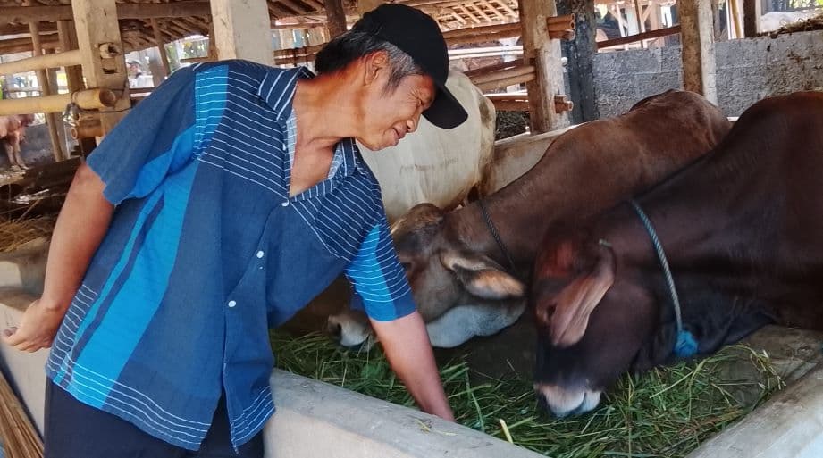 Jelang Idul Adha, Pemda DIY Optimalkan 7 Pos Lalu Lintas Ternak