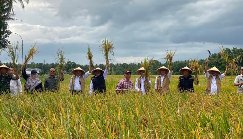 Lahan Pertanian di Bantul Berkurang tapi Produktivitas Meningkat, Kok Bisa?