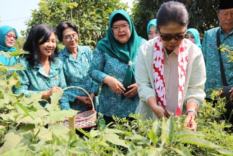 Manfaatkan Galon Bekas sebagai Media Tanam, Ibu di Kulon Progo Ukir Prestasi Tingkat Provinsi 