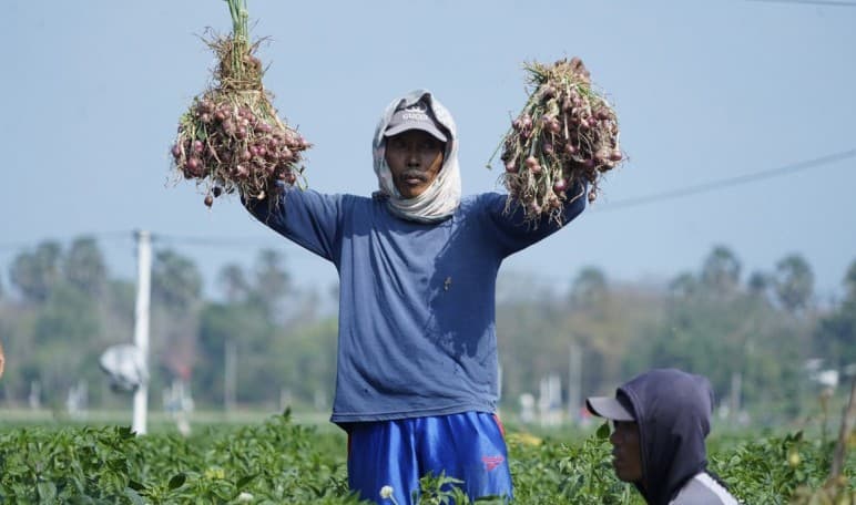 Panen Raya Bawang Merah di Bantul Hasilkan Pendapatan Rp72 M!