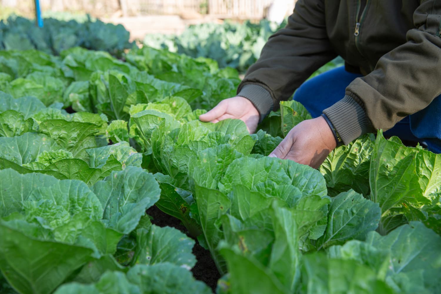 Kebun Pangan Perempuan Bisa Tekan Inflasi