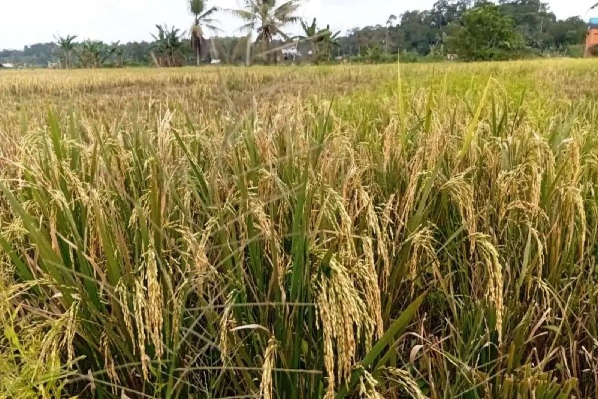 Inovasi Pertanian Sawah Terpal Gunungkidul, Bantu Petani Atasi Iklim dan Minim Lahan