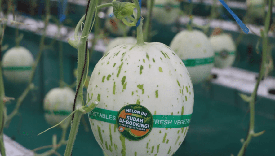 Ponpes di Bantul Budidaya Melon Hasil Riset UGM, 1.300 Buah Dihasilkan dalam Sekali Panen