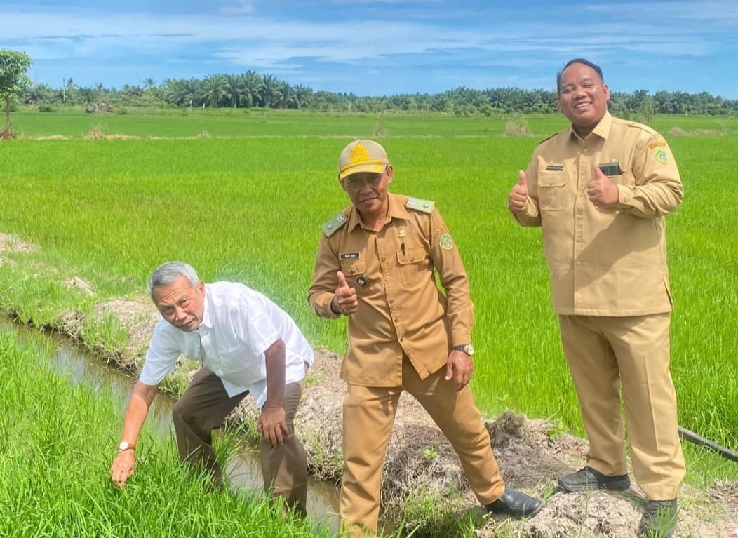 UGM Sukses Kembangkan Padi Gamagora untuk Sawah Tadah Hujan, Diklaim Hasilkan 9,7 Ton per Hektare