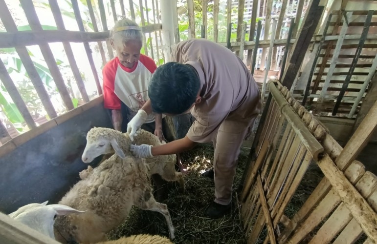 350 Ekor Dambing dan Domba di Kota Jogja Dapat Layanan Kesehatan