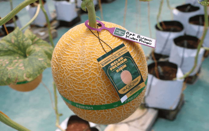 Kelurahan Giripeni Kulon Progo Sukses Kembangkan Melon