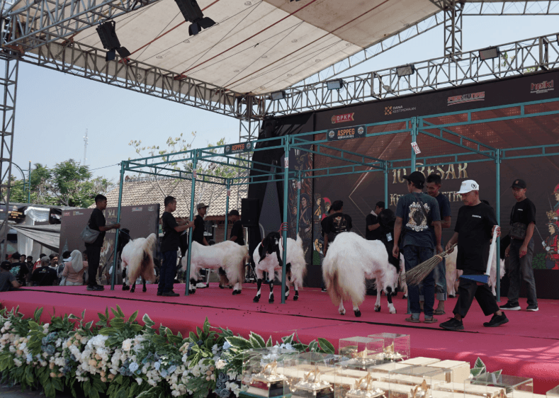 Saat Ratusan Kambing Kaligesing Ikuti Kontes Nasional di Kulon Progo, Diperlakukan Bak Model