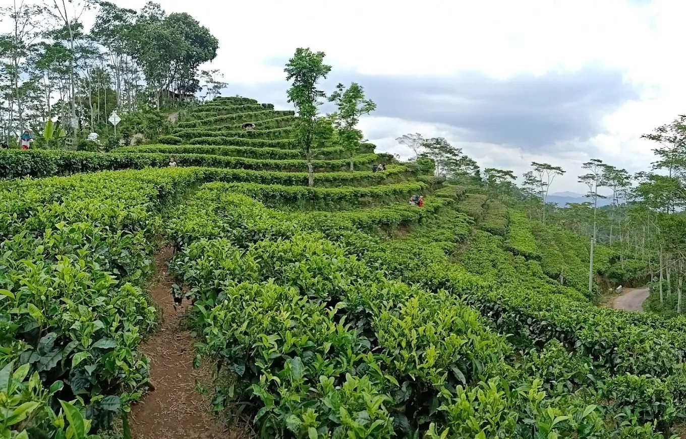 Ngadem di Kebun Teh Nglinggo, Suasana Baru Liburan di Kulon Progo