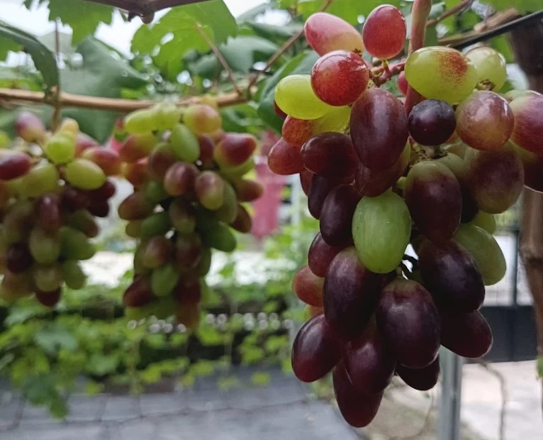 Berwisata Sambil Belajar Budidaya Anggur, Ini Tempat Wisata Anggur di Jogja
