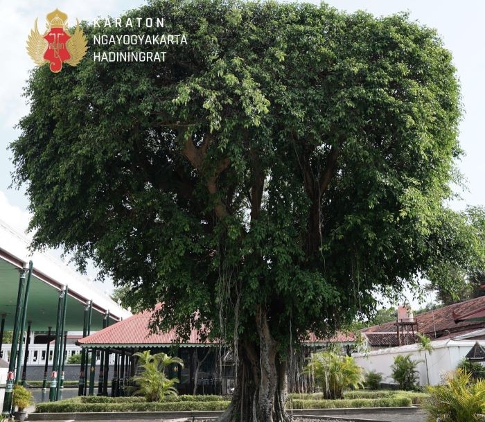 Pohon Asam dan Gayam Di Kawasan Malioboro yang Penuh Sarat Makna