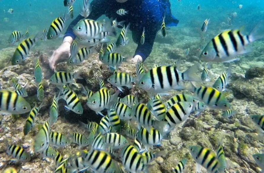 Pantai Nglambor, Spot Snorkeling yang Seru di Gunung Kidul