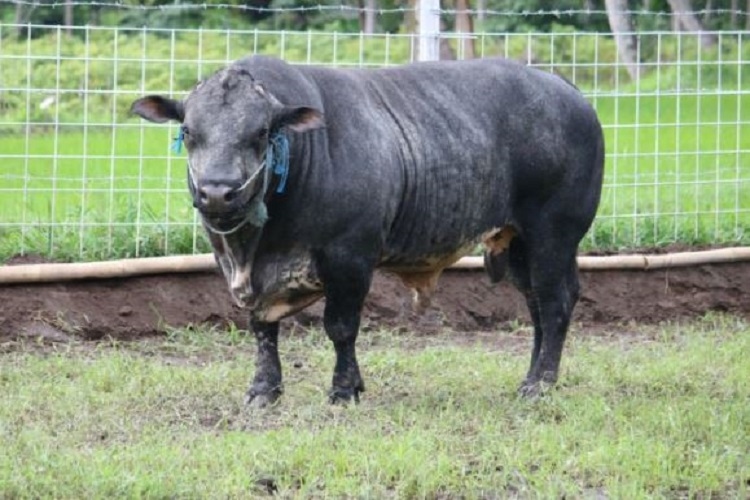 Sapi Gagah dan Macho 'Gama UGM' Resmi jadi Sapi Pedaging di Indonesia