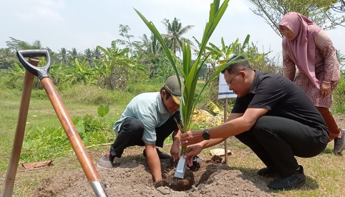 Populasi Terus Menurun, Pemkab Sleman Terima 10 Ribu Benih Pohon Kelapa Genjah dari Kementan