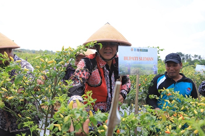 Manfaatkan BKK Danais, Masyarakat Banyurejo Panen Cabai dan Semangka