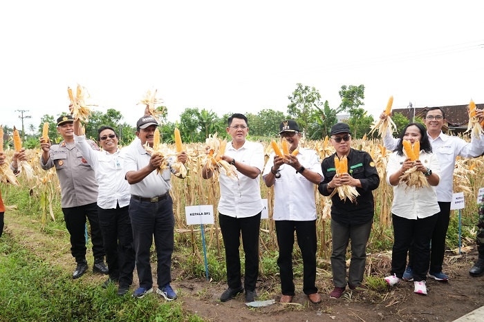 Segini Luas Panen Jagung Sleman di Tahun 2024