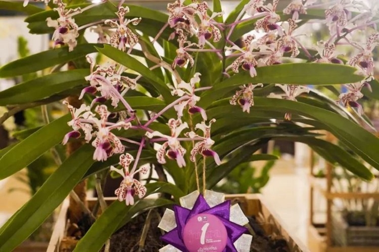 Mengagumi Keindahan Anggrek Vanda Tricolor, Flora Khas Merapi yang Memesona