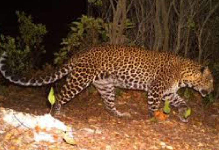 Macan Tutul Jawa Terancam Punah, Pakar UGM Ungkap Penyebab Utamanya
